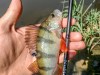 IMG_20180720_111415
