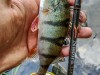 IMG_20180720_123630_1