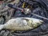 IMG_20180803_061446